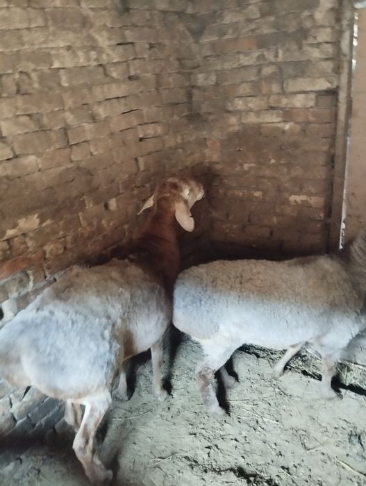 Продам кочкара и ярочку гиссар