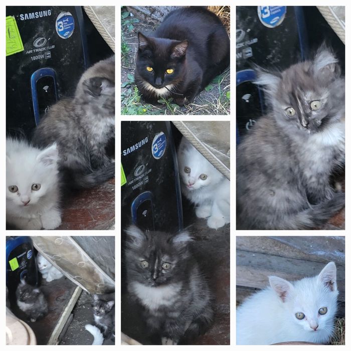 Отдам котят в добрые руки — бесплатно