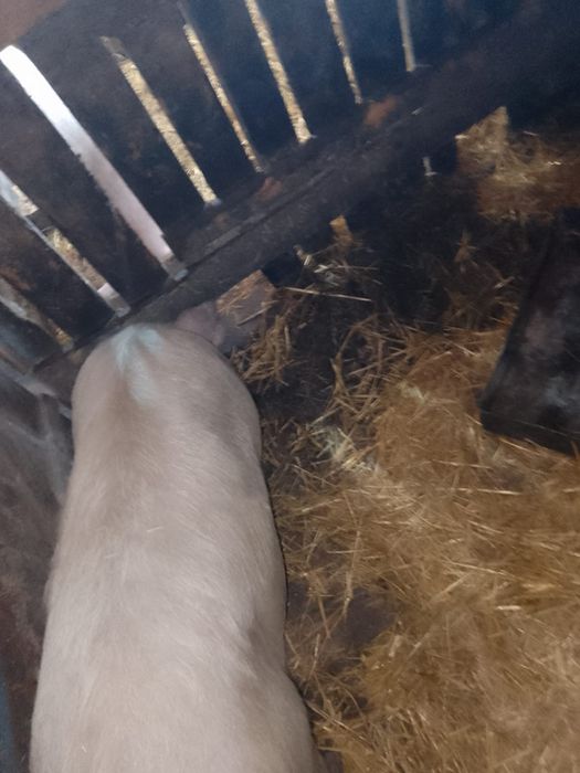 Продам кабана 10 месяцев