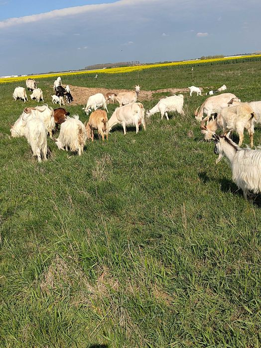 Capre cu iezi  langa el