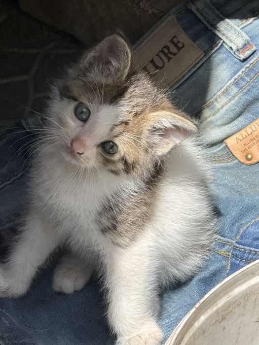 Отдам котят в хорошие руки