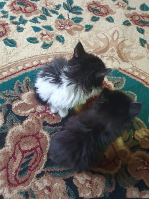 Кошки мейн-кун продаётся