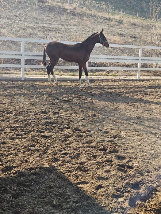 Продаются годовалые жеребцы