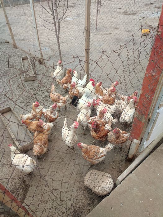 Тауықтар Ломан браун, Коралл ник