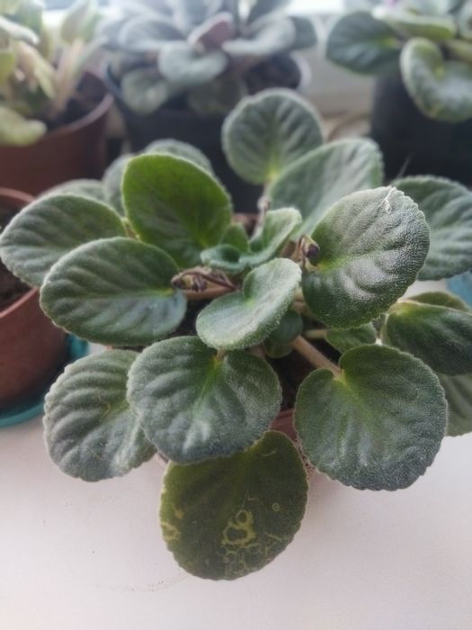 Продам комнатные цветы фиалки.