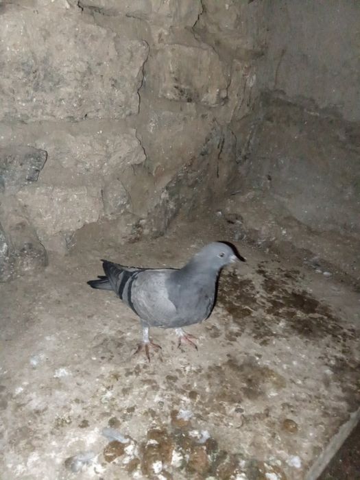 Кептер сатыладыы