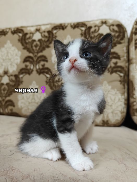 Отдаем котят в добрые руки