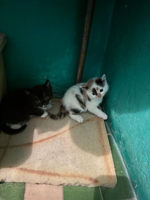 Отдадим котят в добрые руки