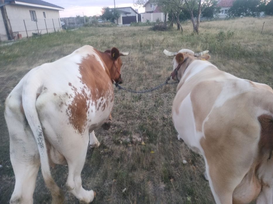 Vaca cea roșie este cu lapte,galbenă cu vițel