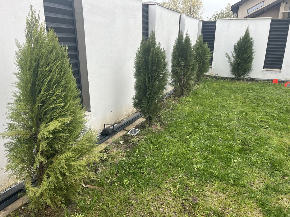 Vand Tuia 180 cm 22 bucati 60 lei/buc