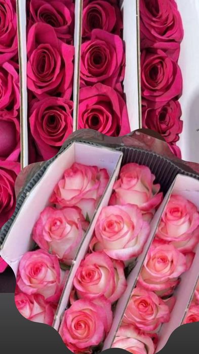 Розы 65-75 см. Оптом!