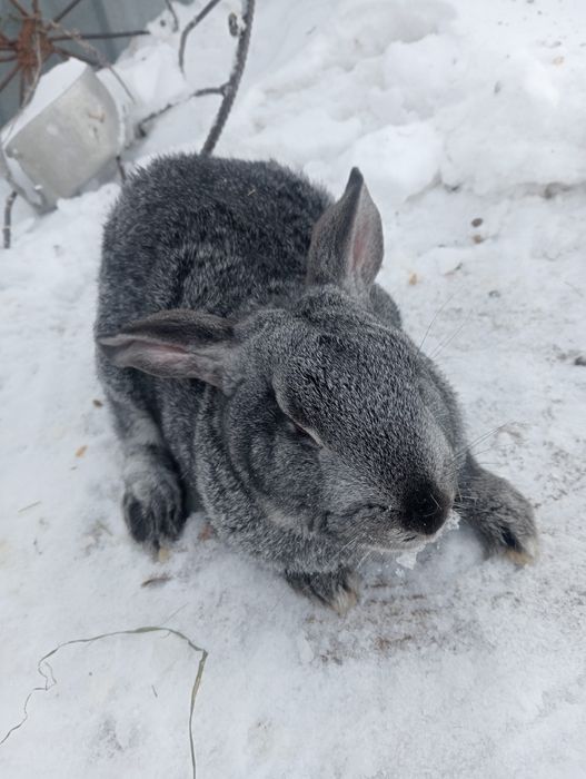 Кролики помесные