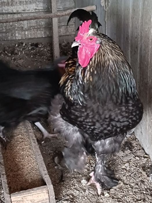 Петух.          .