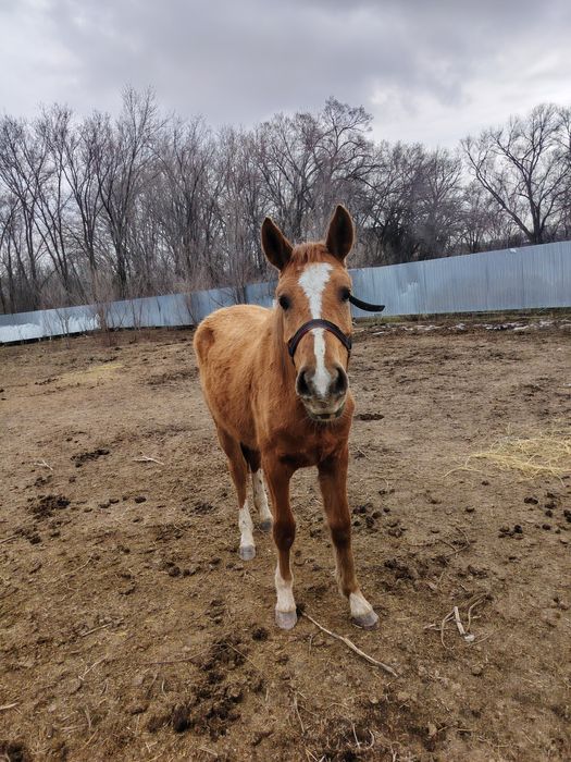 Продам лошадь байтал