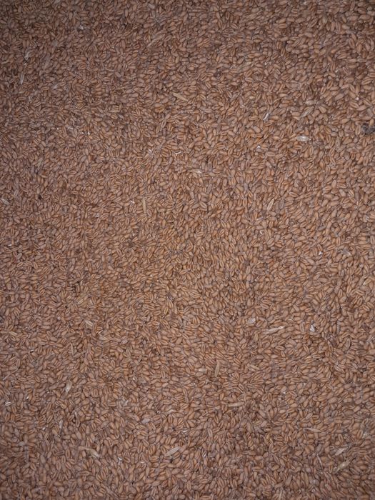 Vând porumb,varză,grâu,ovăz,cartofi,floarea soarelui