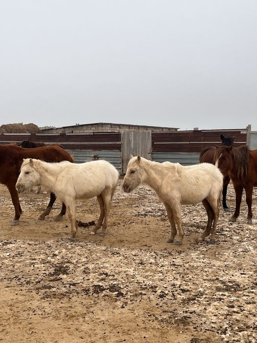 Жабағылар сатылады