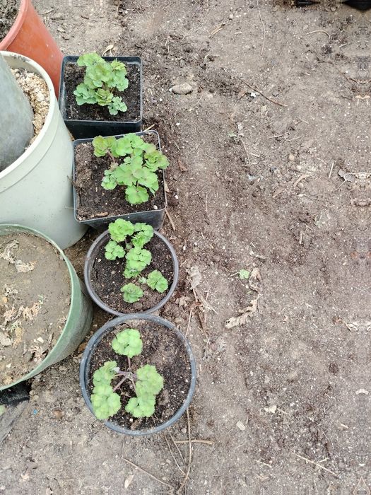 Продам растения для сада