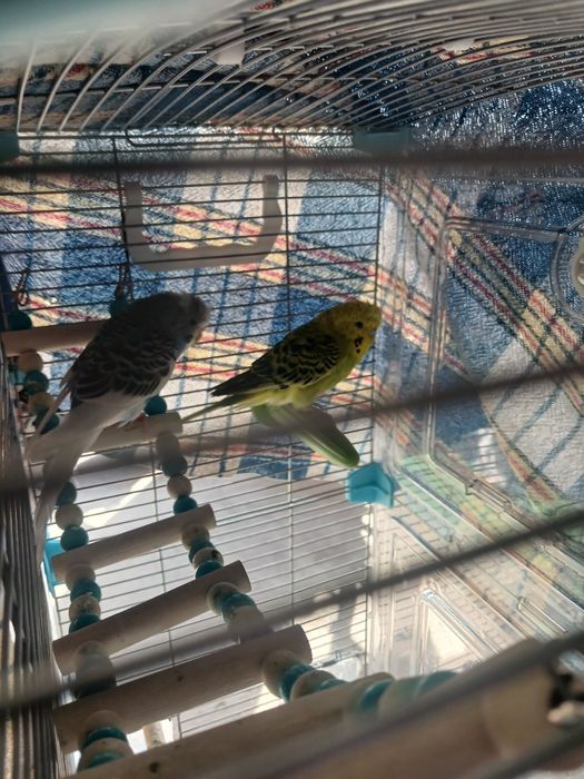 Продам  попугаев  в паре с клеткой