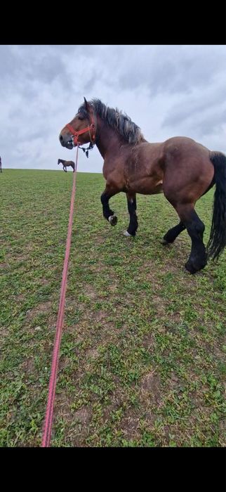 De vanzare manz deres de 11 luni!