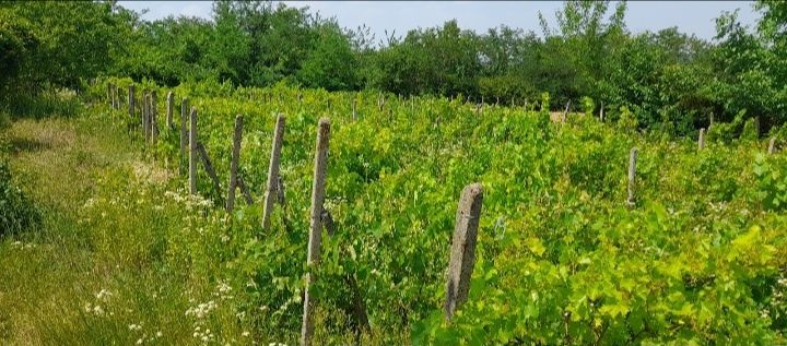 Парцел с лозов масив 1.437 дка.