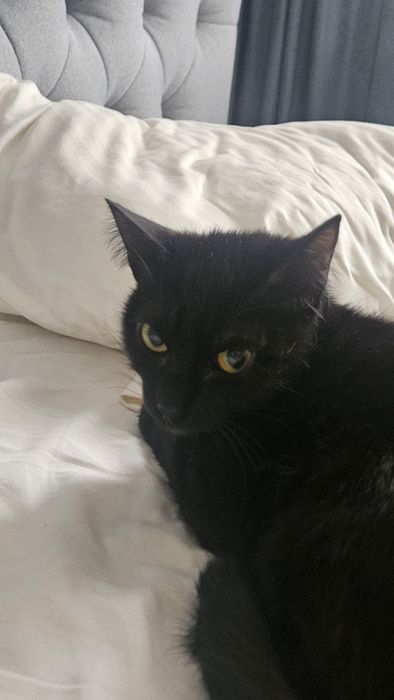 Отдам кошку в добрые руки