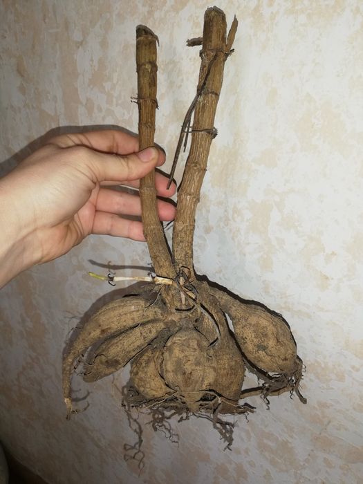 Георгины, клубни цветов