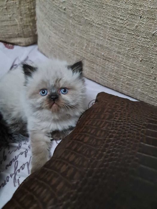Персийски котета - колор пойнт