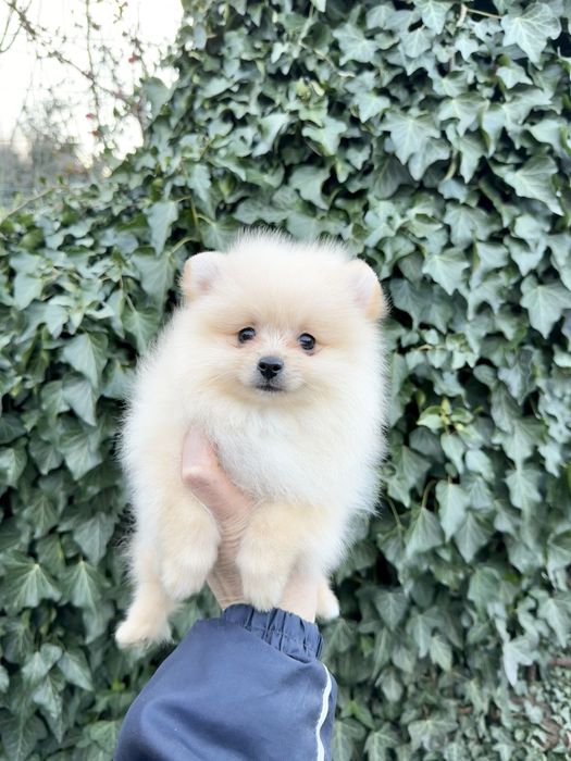 Померан мини момче със втора ваксина