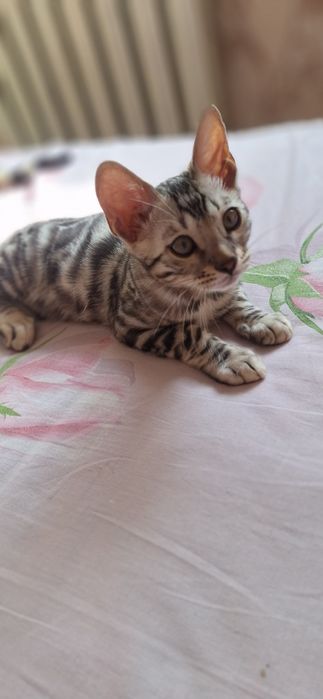 Бенгальские котята