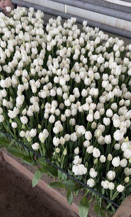 Оптом тюльпаны из местной теплицы