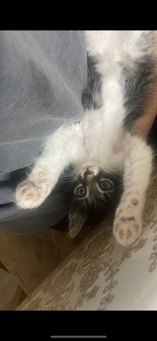 Котята в самые добрые руки