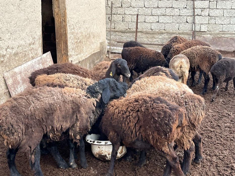 Семиз кошкарлар сатылады