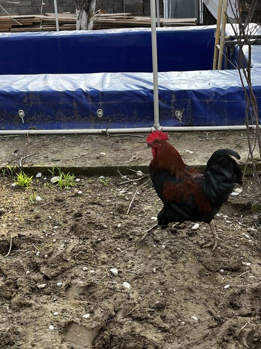 Қораз сатылады петух продам