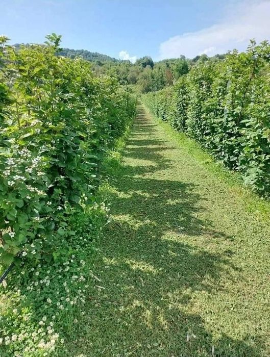 Intretinere parcuri fotovoltaice, tuns iarba in livezi, curățat teren