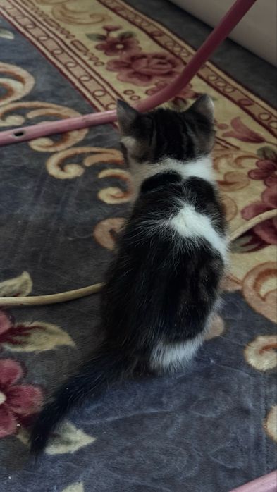 Отдам котят в добрые руки