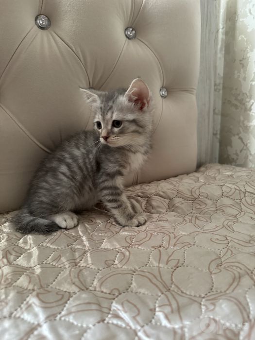Мальчик Шотландский