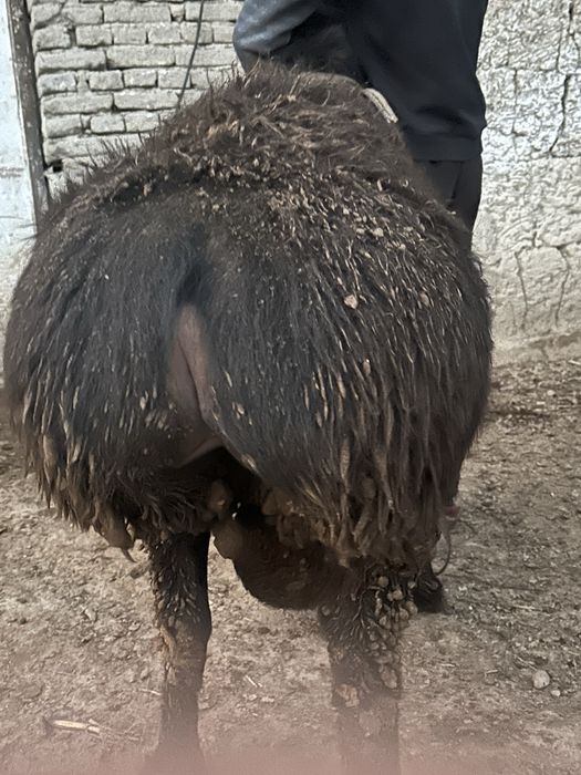 Kami bor  kichkinaro qoylaram bor kere bosa tel qlorasilar