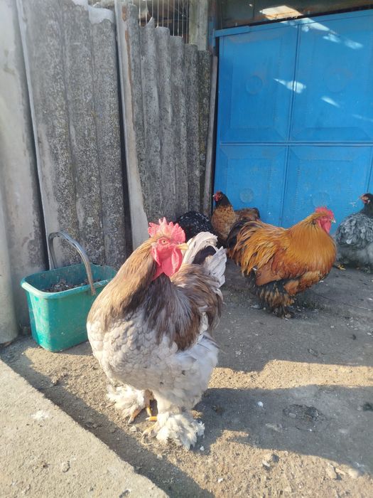 Cocosi si gaini Conchinchina urias