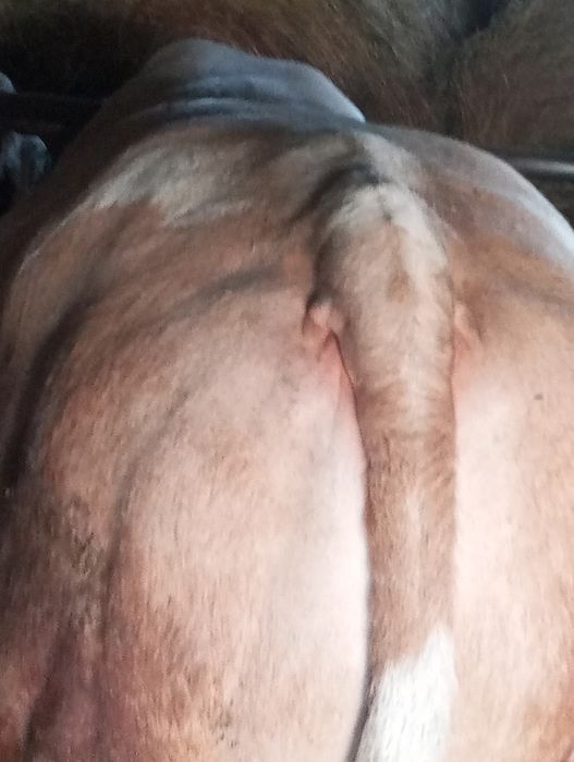 Taur+ jurinca+ vaca de vânzare