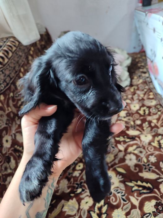 Продам щенят спаниеля