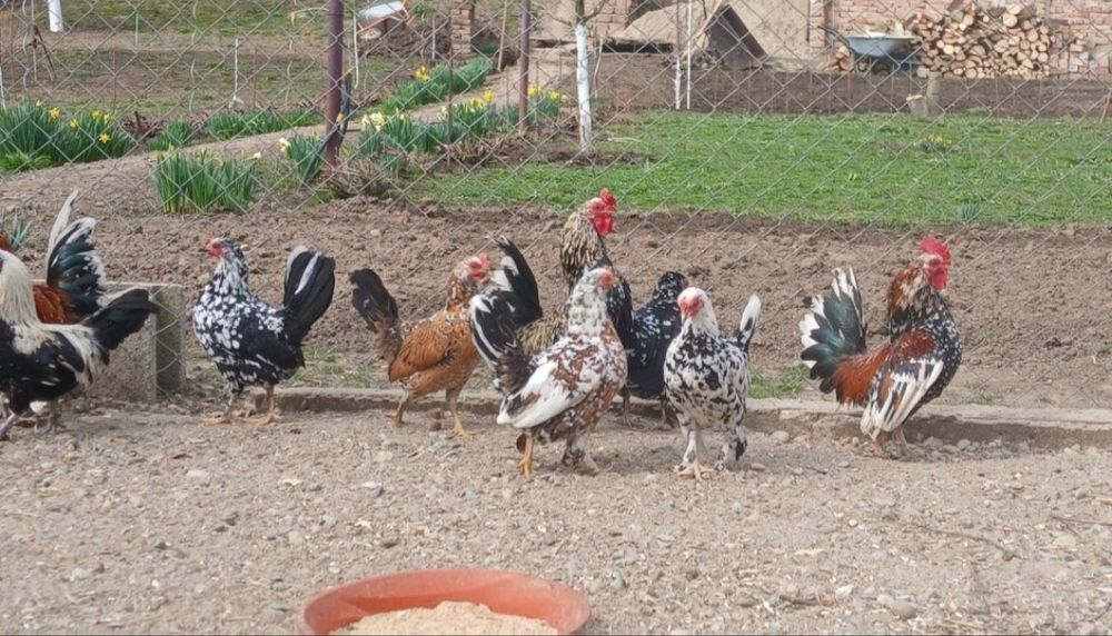 Găini și cocoși pitici