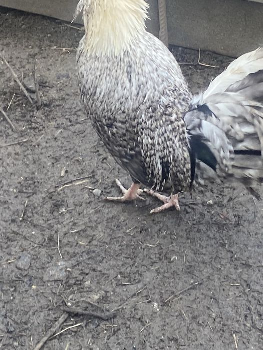 Motate  olandeze cocos