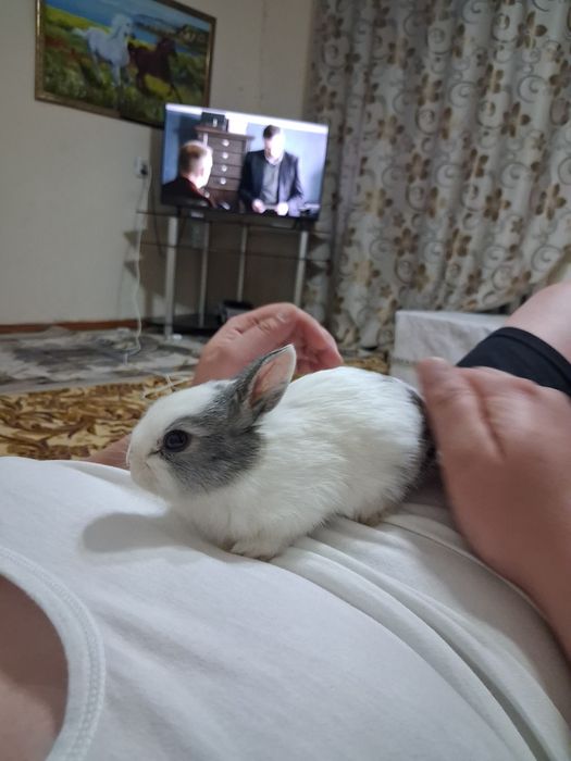 Кролик декоративный