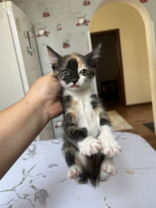 Котят отдам в хорошие руки