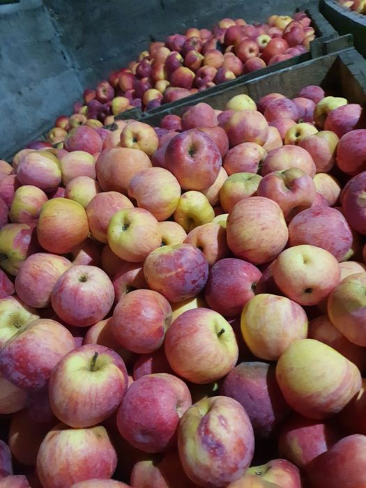 Mere Ionatan, Florina și Idared