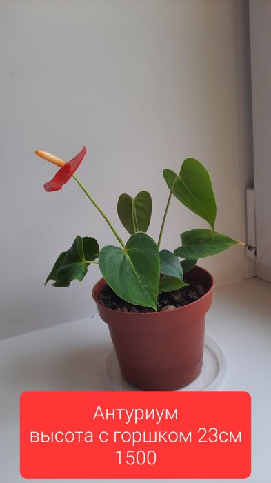 Продам комнатные цветы