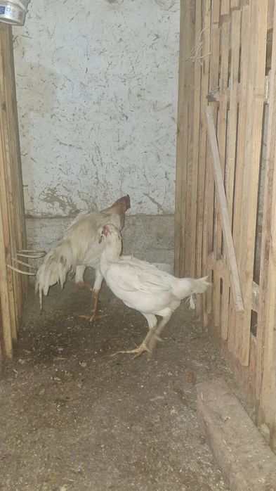 Шоже сатам срочно