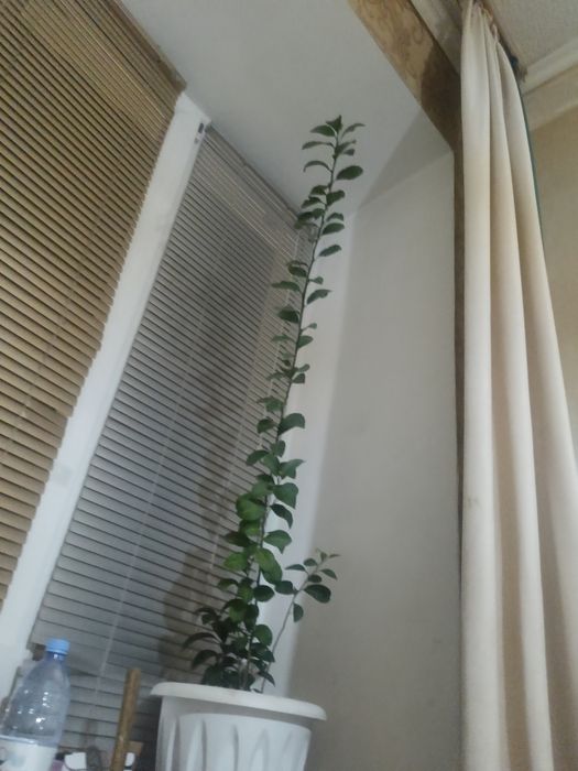 Мандарин,расстение .