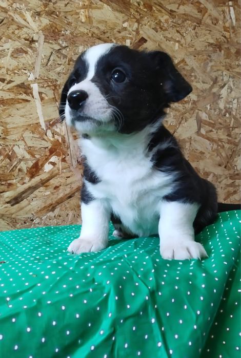 Щенки вельш корги кардиган