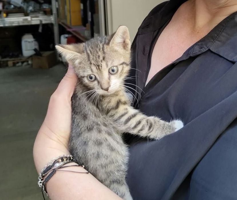 Pui de pisică spre adopție
